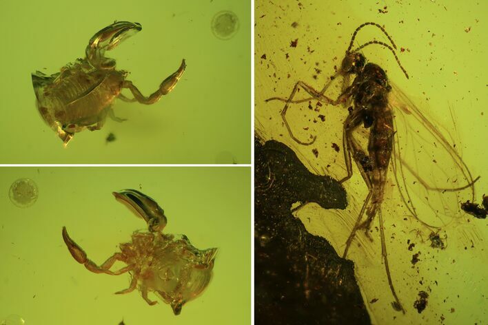 Fossil Pseudoscorpion & Fly (Diptera) Preserved In Baltic Amber #84650